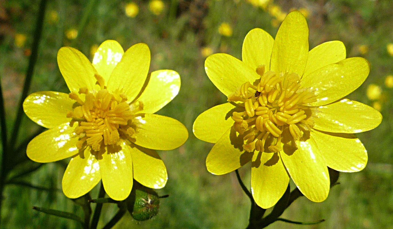 High Resolution Ranunculus californicus Flower